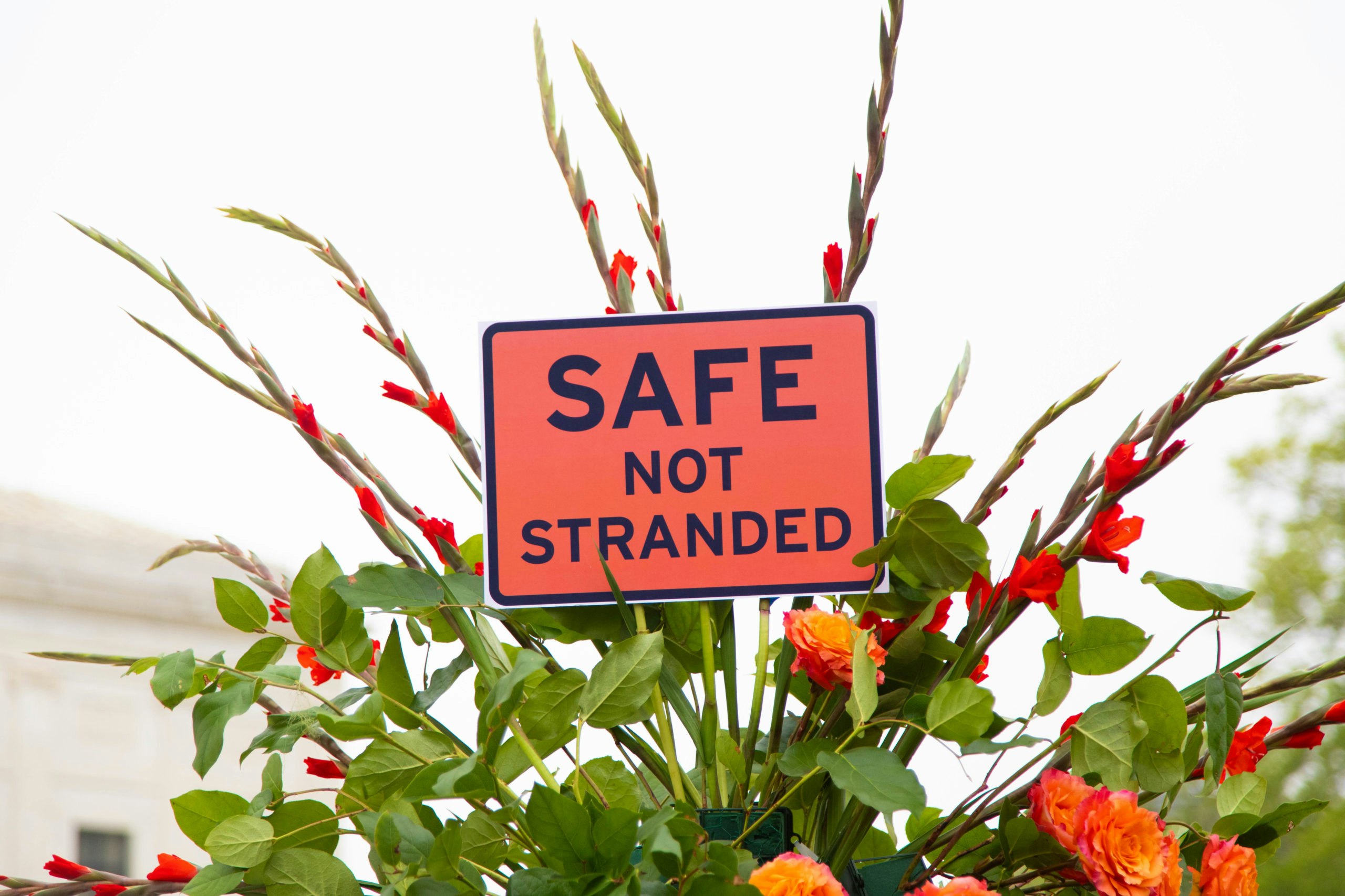 A sign saying "Safe not Stranded" inside a beautiful bouquet of orange flowers welcoming asylum seekers and refugees at the Safe Not Stranded rally at the Supreme Court